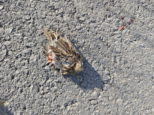 House Sparrow