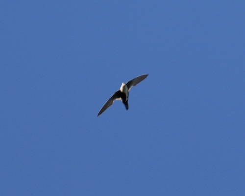 White-throated Swift