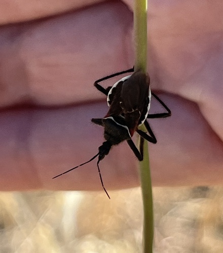 California Bee Assassin
