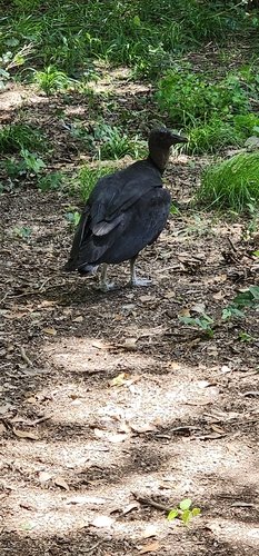 Black Vulture