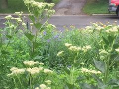 Arnoglossum reniforme