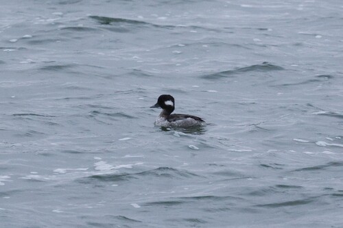 Bufflehead