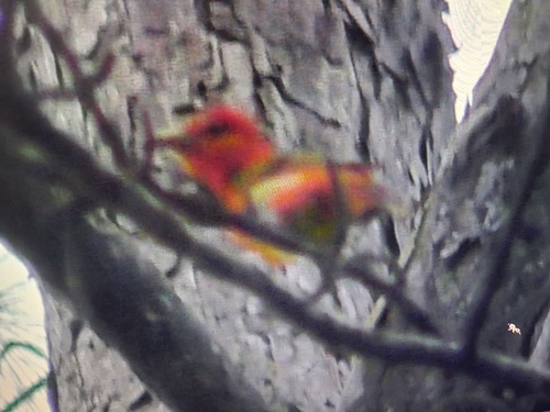 Summer Tanager