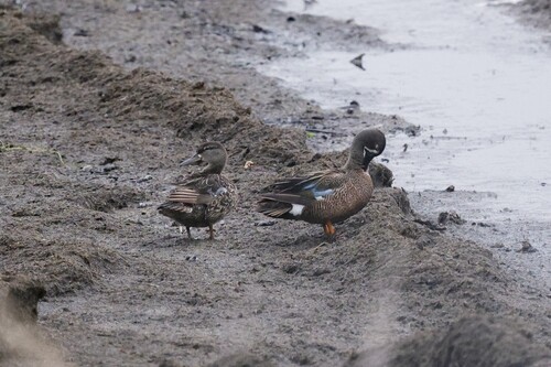 Blue-winged Teal