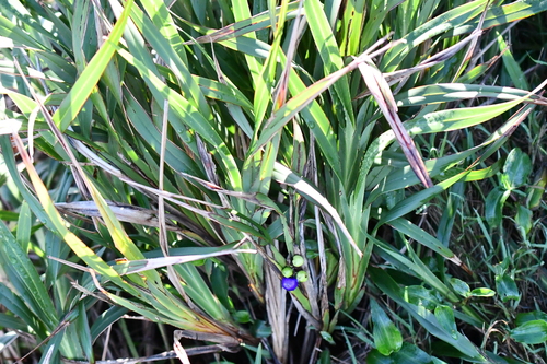 Dianella congesta, 2026-06-13