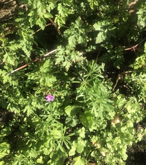 Geranium robertianum