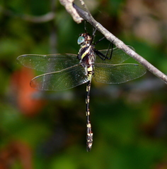 Macromia pacifica