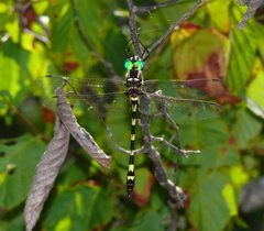 Macromia pacifica