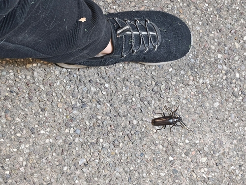 Palo Verde Root Borer