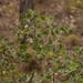Acacia humifusa