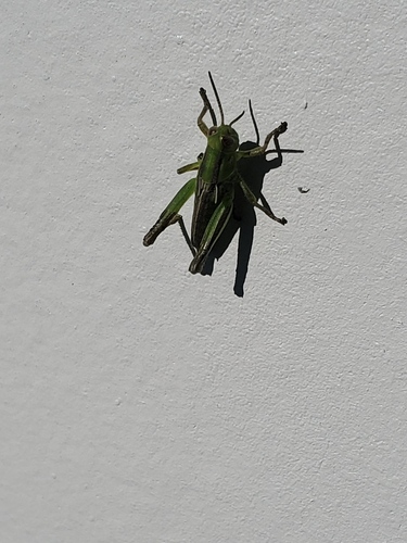 Two-striped Grasshopper