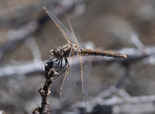 Variegated Meadowhawk