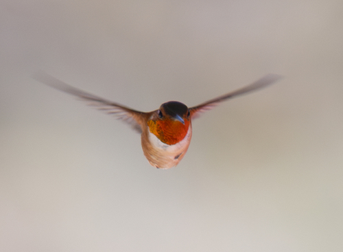 Rufous Hummingbird