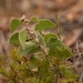 Acacia humifusa