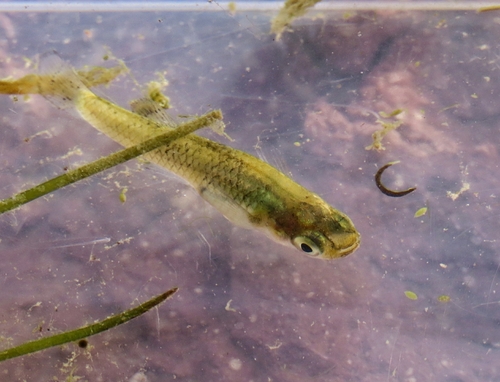 Eastern Mosquitofish