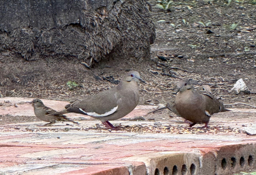 White-winged Dove