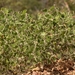 Acacia humifusa
