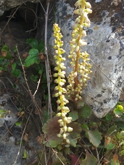 Umbilicus intermedius