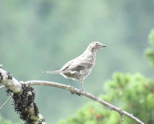 Townsend's Solitaire