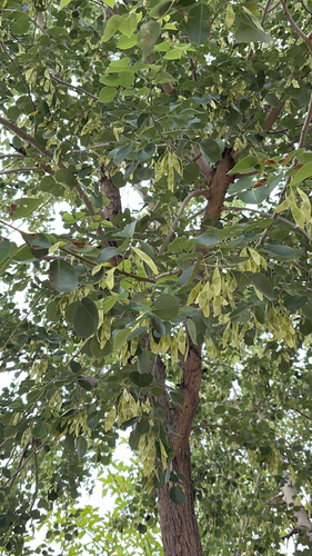 Indian Rosewood