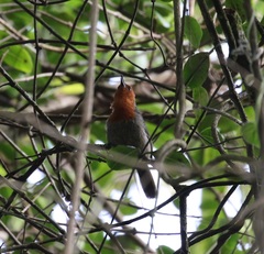 Winifred's Warbler photo 1