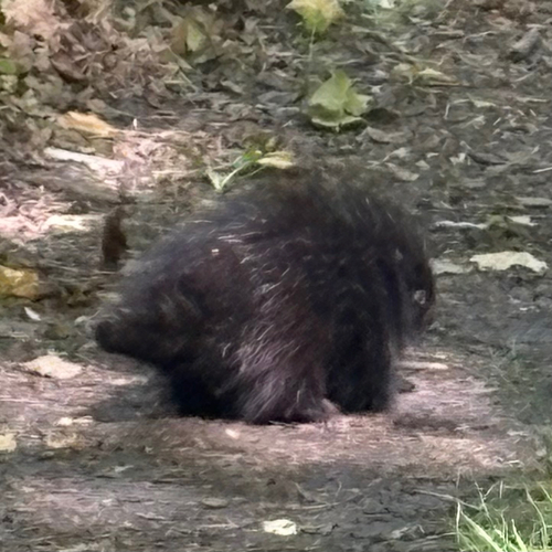 North American Porcupine