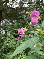 Impatiens glandulifera