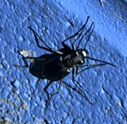 Punctured Tiger Beetle