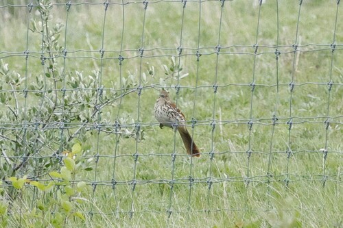 Brown Thrasher