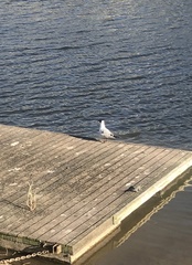 Chroicocephalus ridibundus