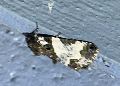 Tufted Bird-dropping Moth