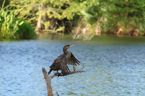 Neotropic Cormorant
