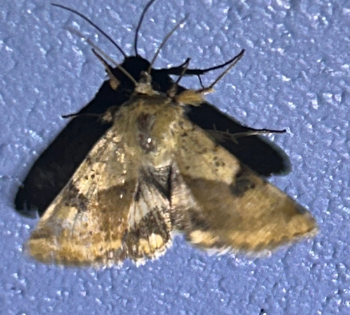 Darker-spotted Straw Moth
