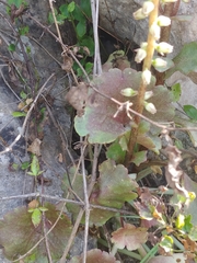 Umbilicus intermedius