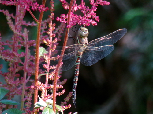 Blue-eyed Darner