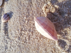 Dosinia exoleta