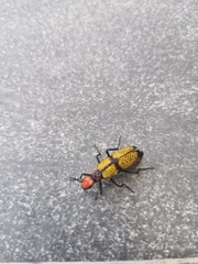Tegrodera aloga
