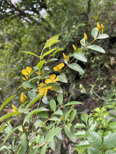 Hypericum geminiflorum observed 2026-06-13
