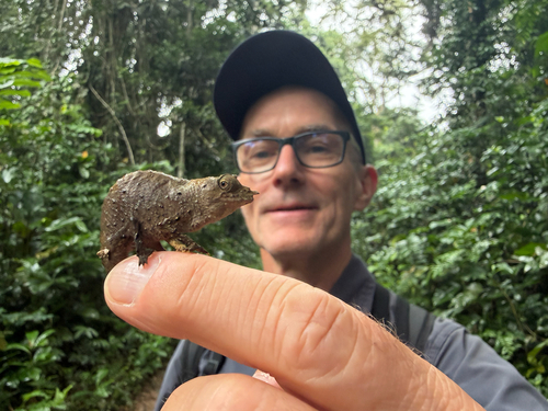 Spectral Pygmy Chameleon