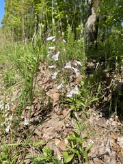 Penstemon arkansanus