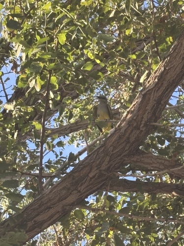 Western Kingbird