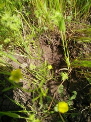 Ranunculus arvensis