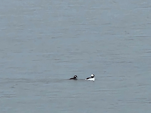 Bufflehead