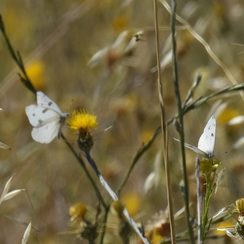 Checkered White