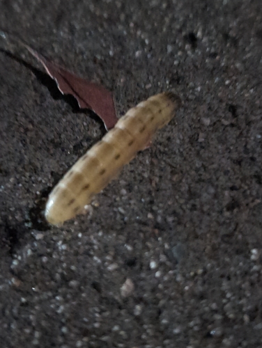 Corn Earworm Moth