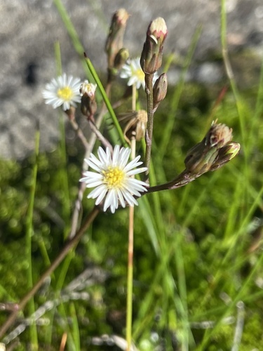 saltmarsh aster