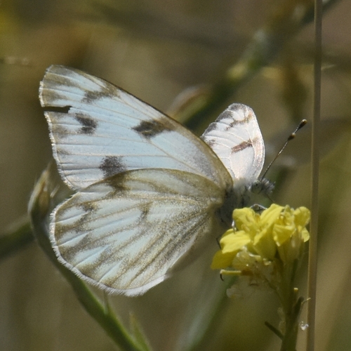Checkered White