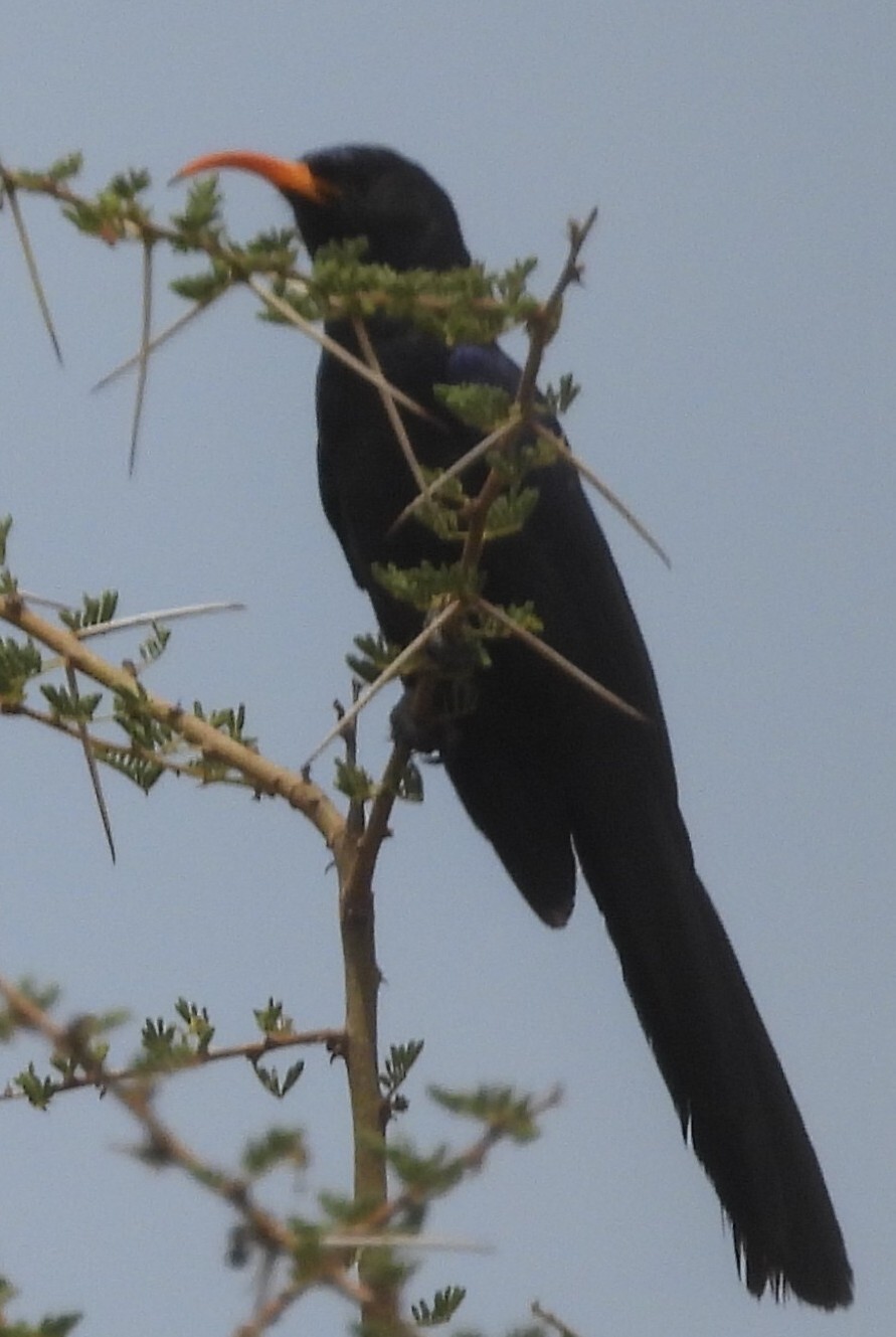 Abyssinian Scimitarbill (Rhinopomastus minor), photo 1