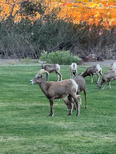 Bighorn Sheep
