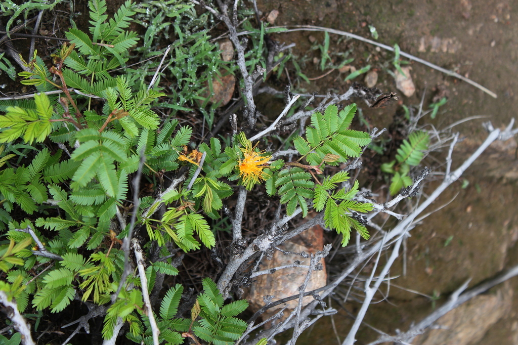 Calliandra taxifolia